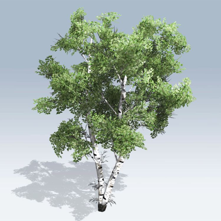 Birch European White Birch v6 SpeedTree Store