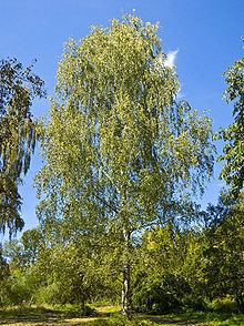 Birch httpsuploadwikimediaorgwikipediacommonsthu