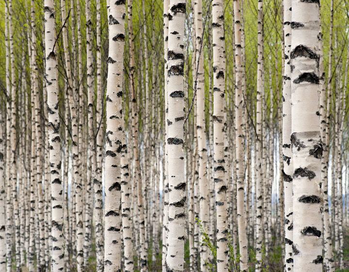 Birch Birch Fragrances and Cultures