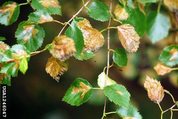 Birch leafminer Got Pests