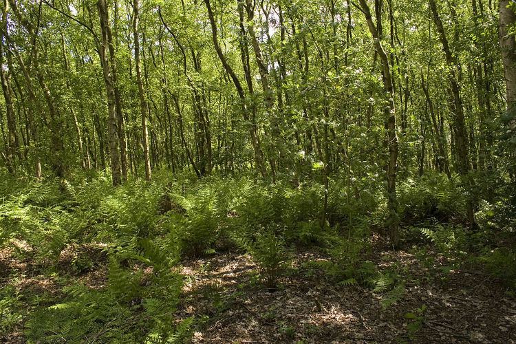 Birch Moss Covert Nature Reserve