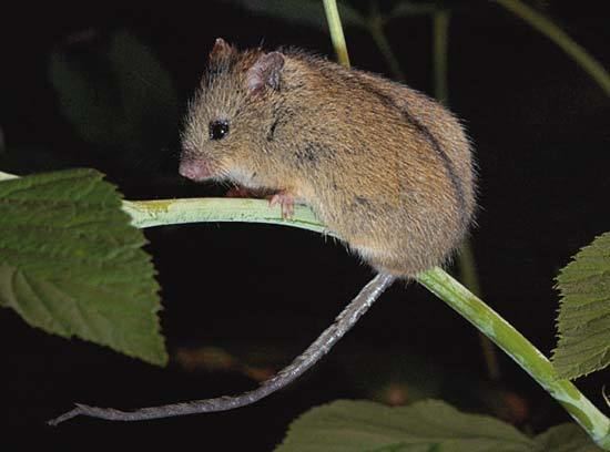 Birch mouse birch mouse rodent Britannicacom