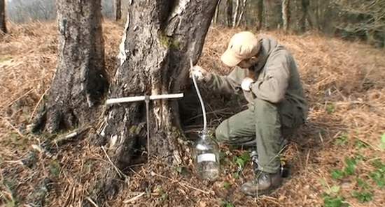 Birch sap How to Tap Birch Sap and Why You39d Want To TreeHugger