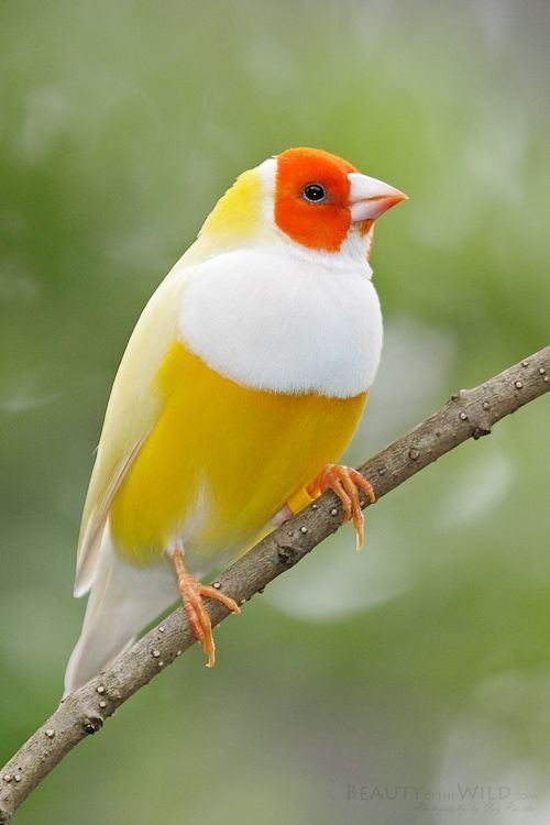 Bird 1000 ideas about Birds on Pinterest Pretty birds Beautiful birds