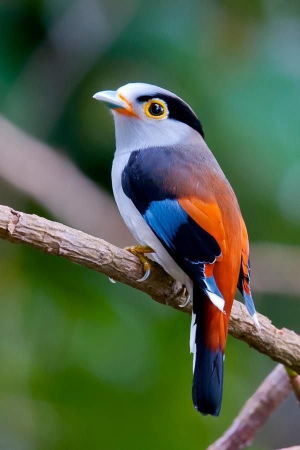 Bird 1000 ideas about Birds on Pinterest Pretty birds Beautiful birds