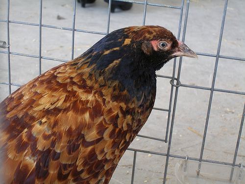 Bird hybrid Pheasant x domestic Chicken Hybrid birds Flickr