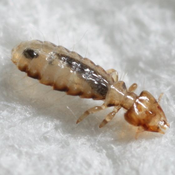 Bird louse - Alchetron, The Free Social Encyclopedia