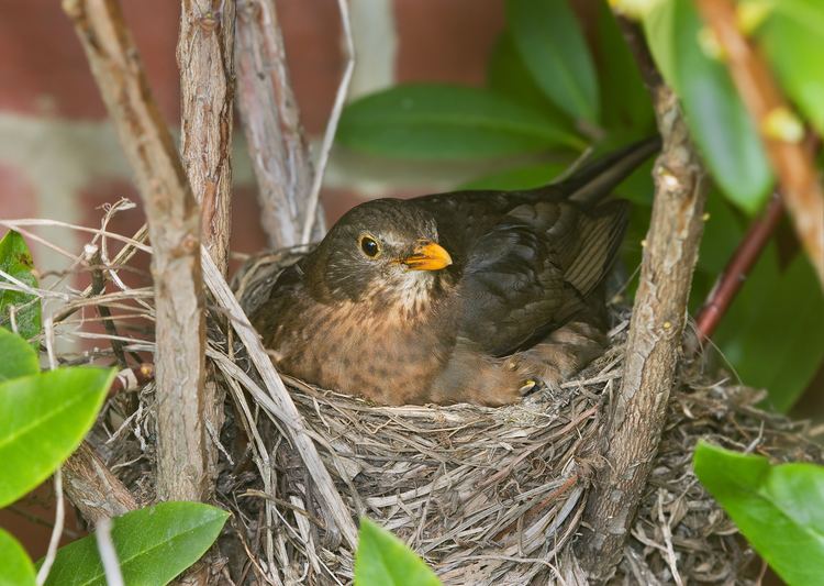 Bird nest Bird nest Wikiwand