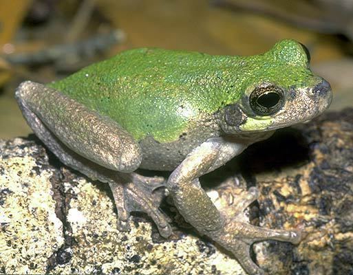 Bird-voiced tree frog ADW Hyla avivoca INFORMATION