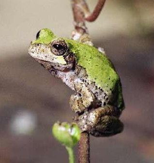 Bird-voiced tree frog Birdvoiced Treefrog Outdoor Alabama