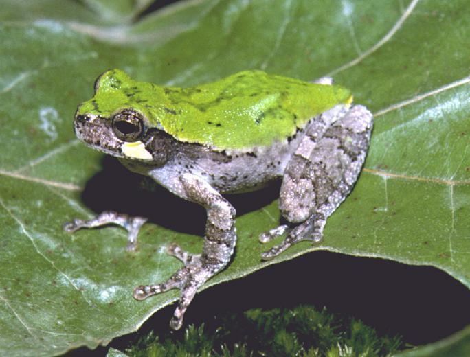 Bird-voiced tree frog httpsuploadwikimediaorgwikipediacommons99