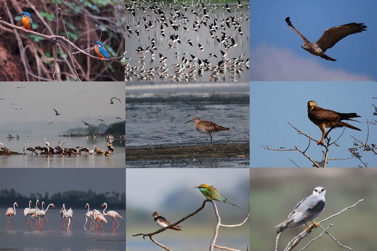 Birding in Chennai