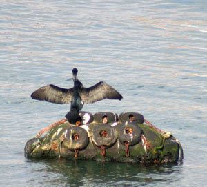 Birds of Cornwall wwwintocornwallcomfeaturesbirdsphotos1111120jpg