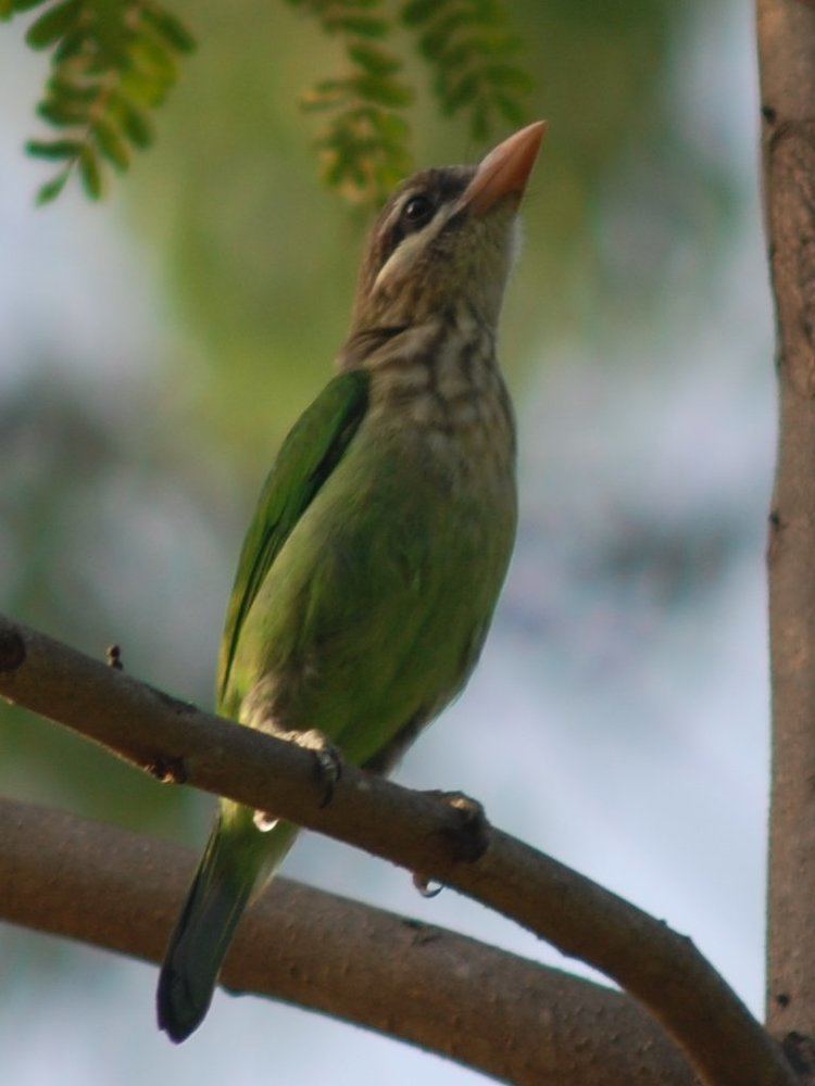 Birdwatchers' Field Club of Bangalore