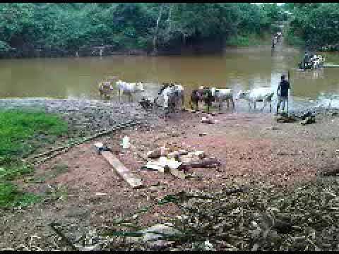 Birim River Cattle by Birim River Oda An innocent walk to the river took me to