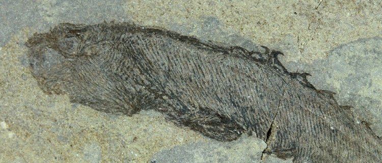 Birkenia Birkenia Silurian Anaspid Fossil Fish
