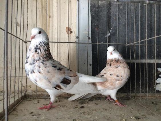 Birmingham Roller Nice Pair Of Almond Bald Head Birmingham Roller Pigeons in