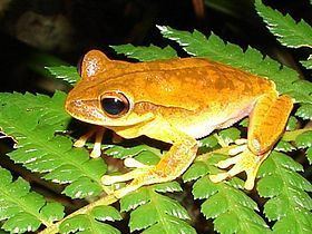 Bischoff's tree frog httpsuploadwikimediaorgwikipediacommonsthu