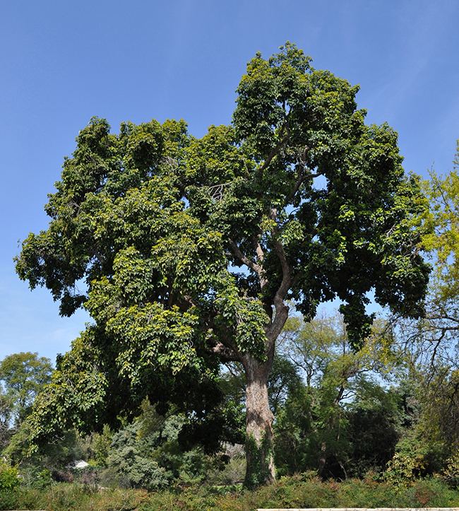 Bischofia javanica UFEI SelecTree A Tree Selection Guide
