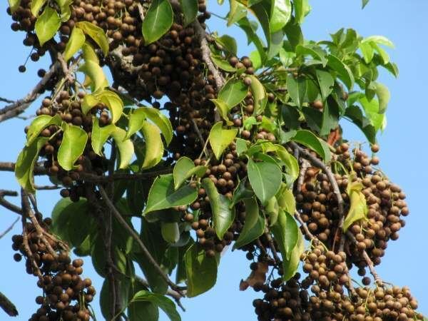 Bischofia javanica Bischofia javanica Blume Javanese bishopwood