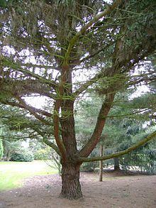 Bishop pine httpsuploadwikimediaorgwikipediaenthumb8