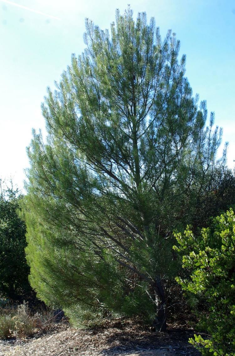Bishop pine Pinus muricata Bishop Pine