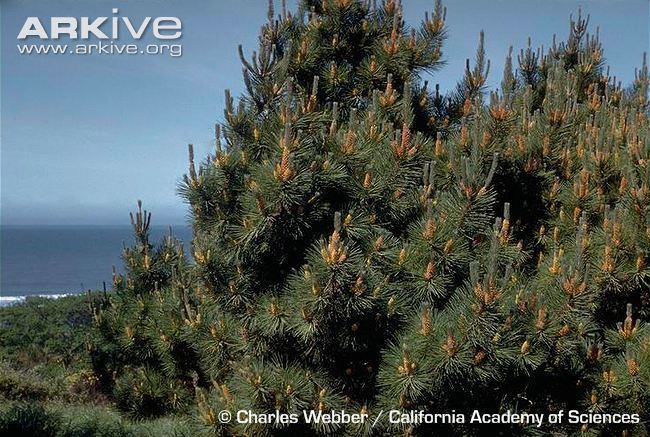 Bishop pine Bishop39s pine videos photos and facts Pinus muricata ARKive