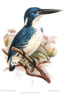 Bismarck kingfisher httpsuploadwikimediaorgwikipediacommonsthu