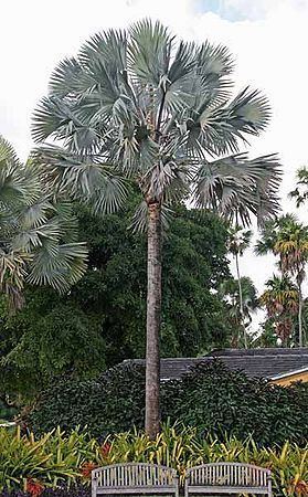 Bismarckia Bismarckia nobilis Palmpedia Palm Grower39s Guide
