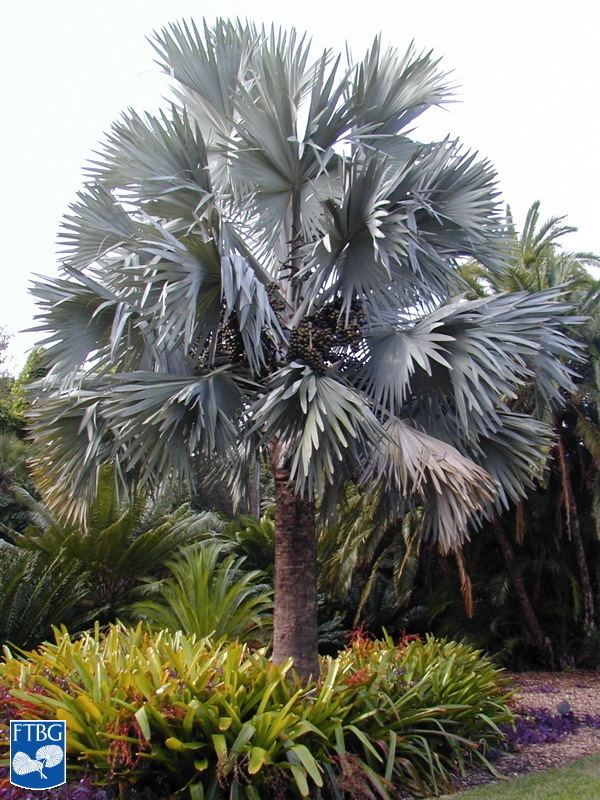 Bismarckia Bismarckia nobilis Identifying Commonly Cultivated Palms