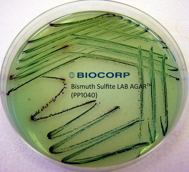 Bismuth sulfite agar BIOCORP podoa mikrobiologiczne i odczynniki laboratoryjne