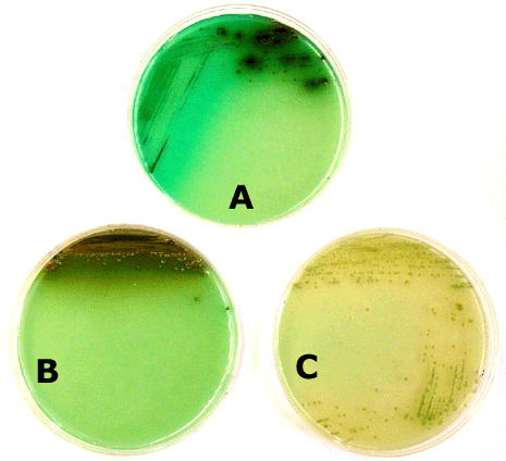 Bismuth sulfite agar wwwrcirutgersedumicrolabapplied20microappl