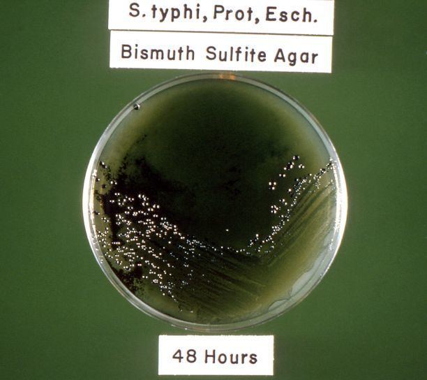 Bismuth sulfite agar Free picture typhi coli proteus bacteria cultured bismuth
