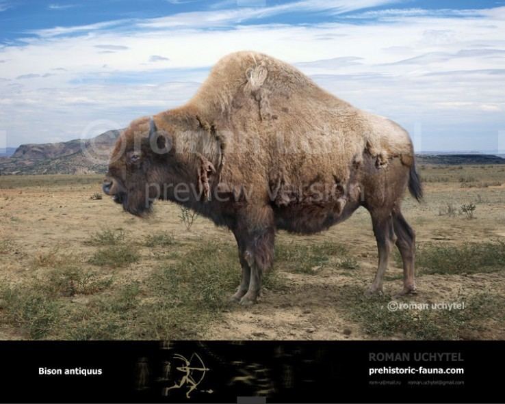Bison antiquus Bisonantiquus738x591jpg