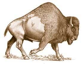 Bison antiquus httpsdesigneranimalswikispacescomfileviewp