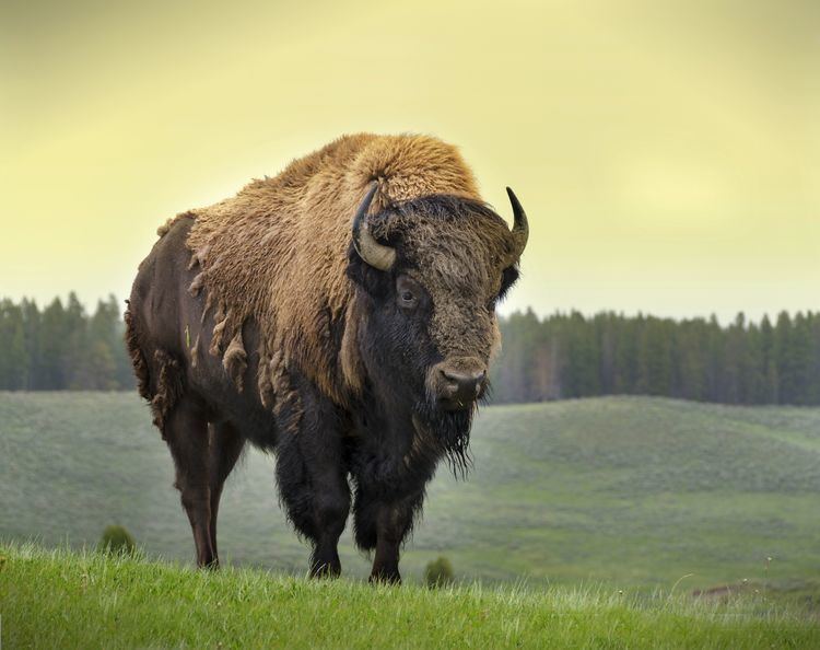 Bison 1000 ideas about American Bison on Pinterest European bison
