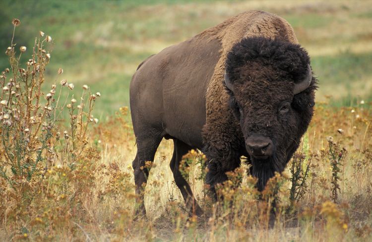 Bison Bison Wikipedia