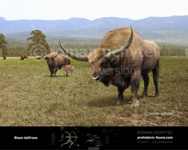 Bison latifrons Bison latifrons Giant North American Bison