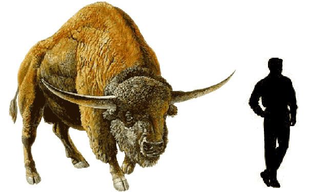 Bison latifrons Bison latifrons Age of mammals Pinterest Search