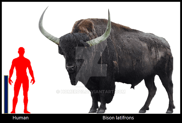 Bison latifrons Bison latifrons by Homero13 on DeviantArt