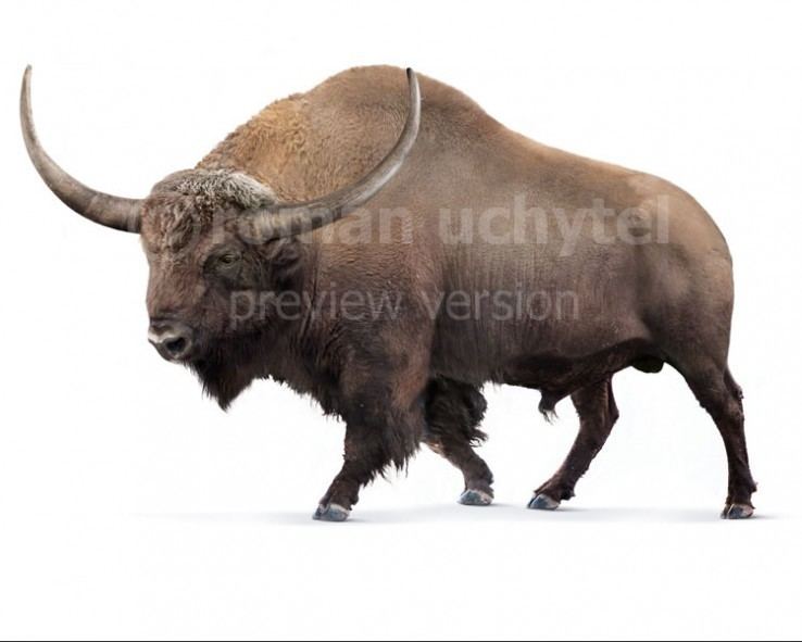 Bison latifrons Bisonlatifronswhite738x591jpg