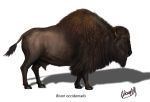 Bison occidentalis Bison occidentalis by karkemish00 on DeviantArt