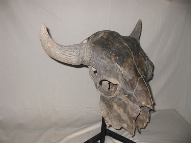 Bison occidentalis American Bison Skull 1 Indiana9 Fossils