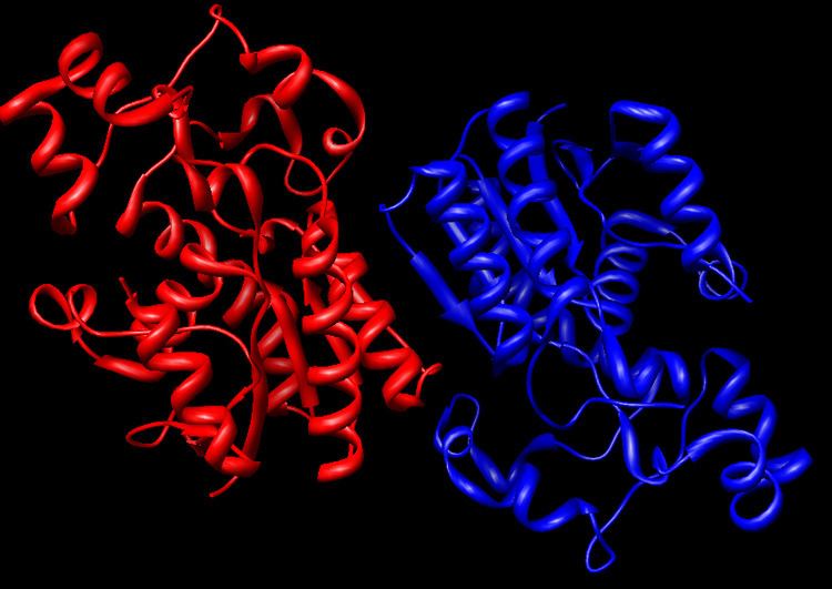 Bisphosphoglycerate mutase