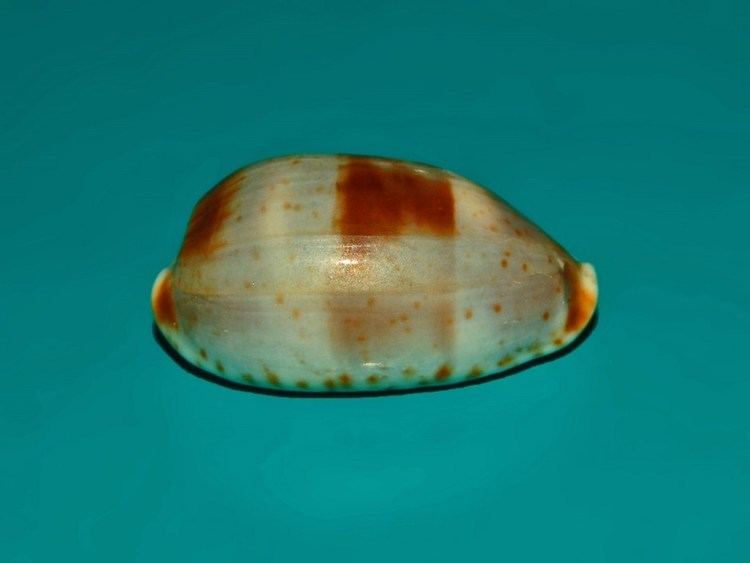 Bistolida erythraeensis