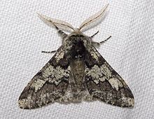 Biston (moth) httpsuploadwikimediaorgwikipediacommonsthu