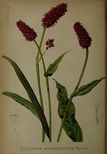Bistorta macrophylla httpsuploadwikimediaorgwikipediacommonsthu