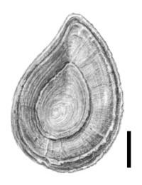 Bithynia bavelensis