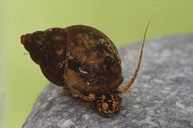 Bithynia (gastropod) httpsuploadwikimediaorgwikipediacommonsthu