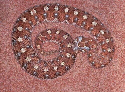 Bitis caudalis Bitis caudalis Snake Database